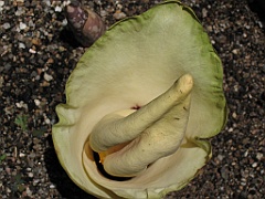 CairnsTC043 Jardin Botanique 043